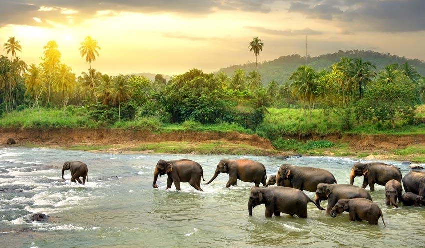 Sri Lanka Tour package from Chennai